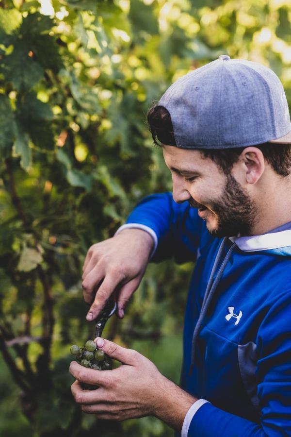 ロイトシャッハ Weingut Peter Grill Bed & Breakfast エクステリア 写真